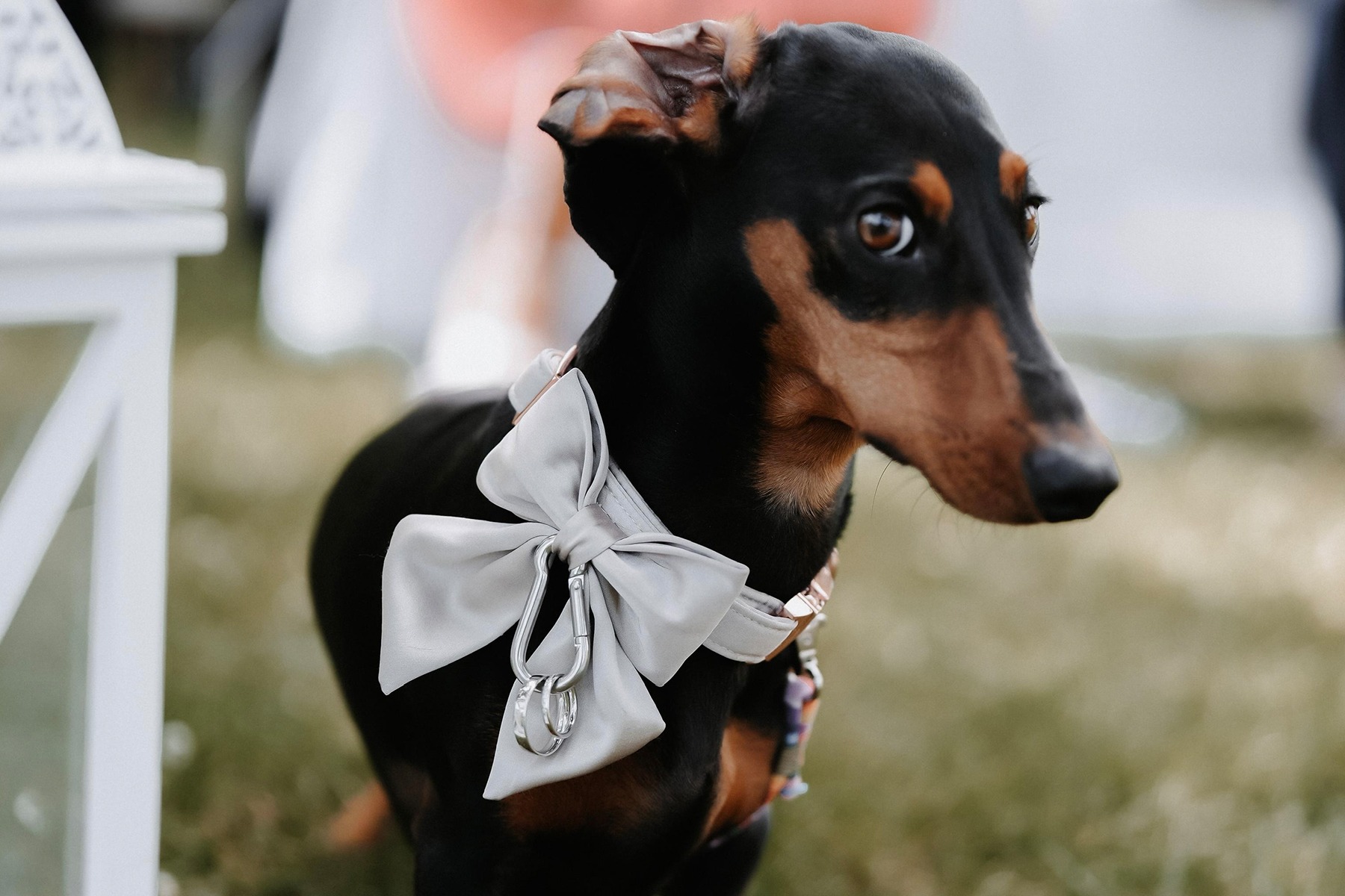 Freie Trauung mit Hund - Hund bringt Ringe